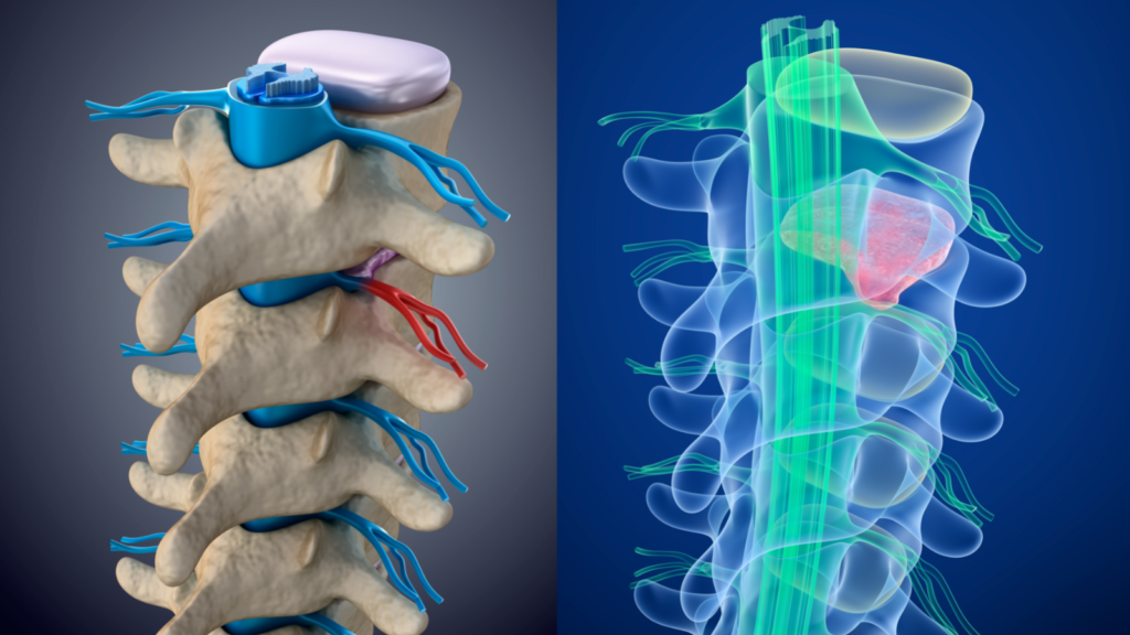 Funciones de la médula espinal
